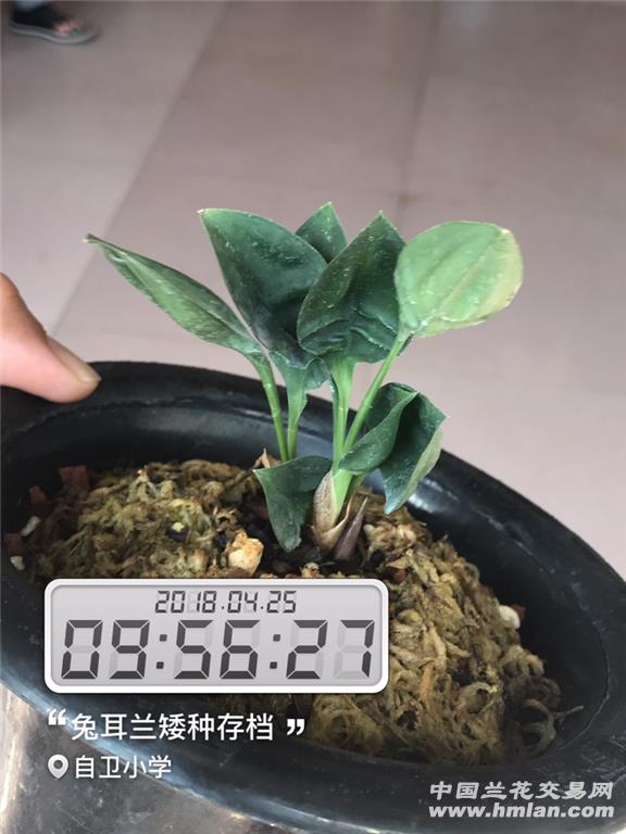 兔耳兰矮种3苗带一芽