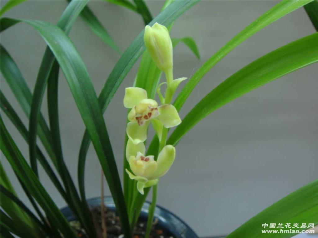 建兰梅瓣带三芽
