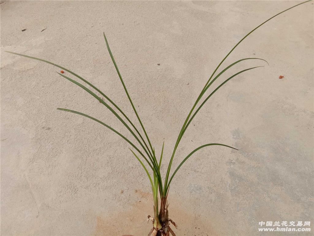 莲瓣/人面桃花 - 中国兰花交易网