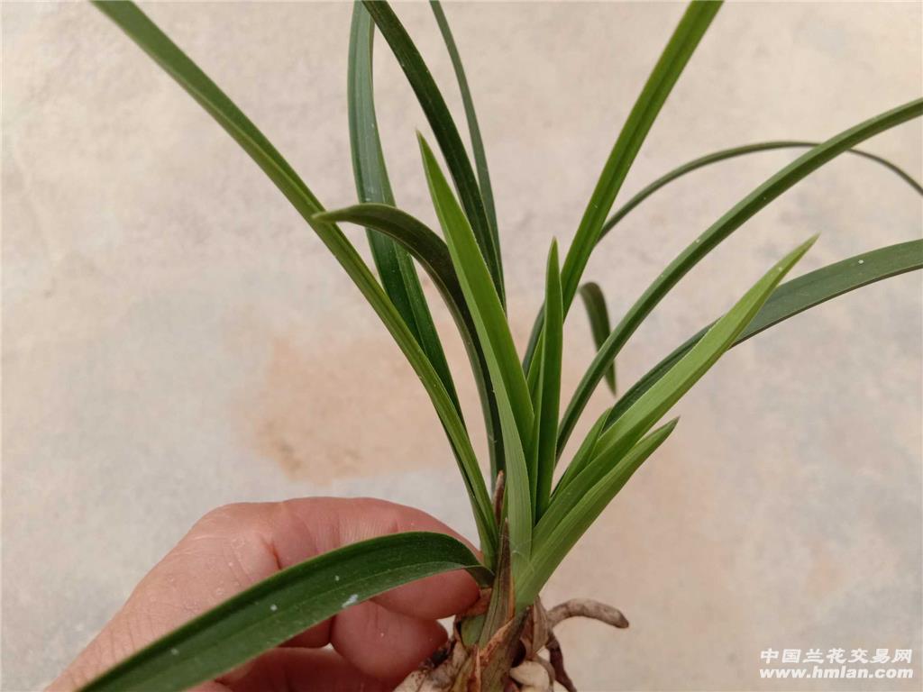 春兰/大龙胭脂