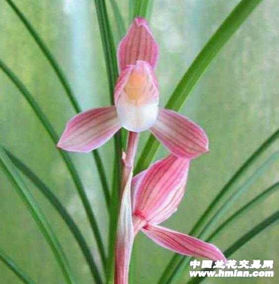莲瓣/人面桃花 - 中国兰花交易网