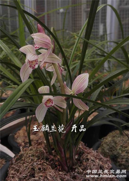 寺小灵童 特壮龙头苗带一花苞