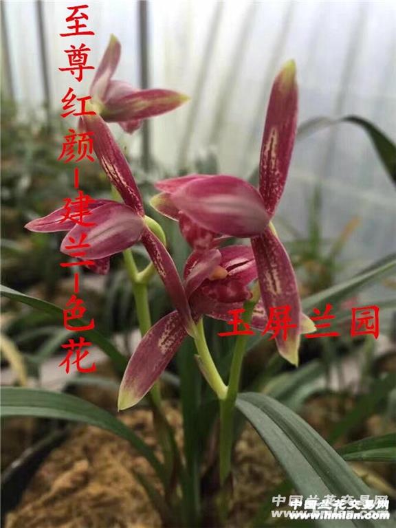 4-27-1 26cm 1.0cm - 