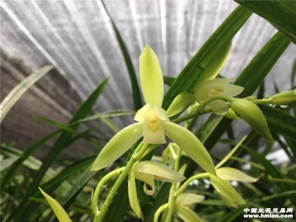 四季老品种【大凤素】勤花勤芽8苗4芽 - 中国兰花交易