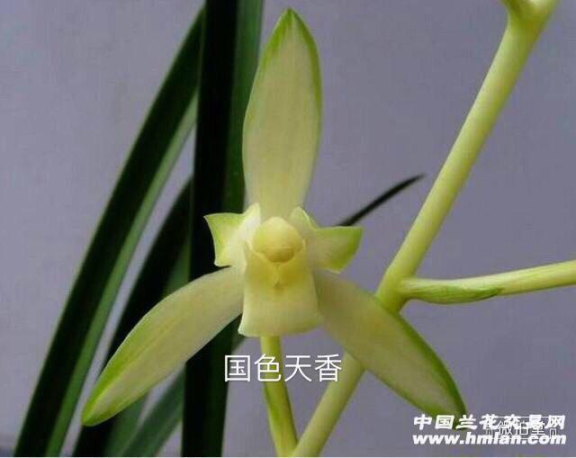 建兰国色天香 - 中国兰花交易网