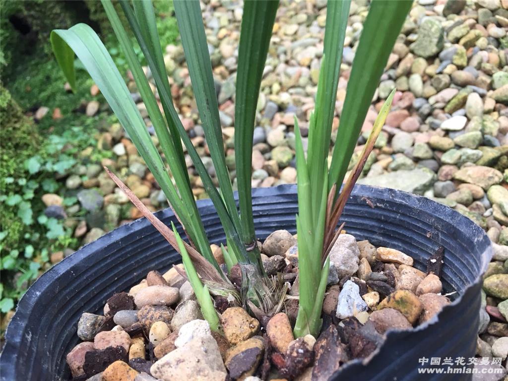 建兰老品种【十三太保】带3大芽 浓香型素花 包邮