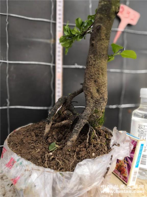 232号金弹子嫁接母桩包邮