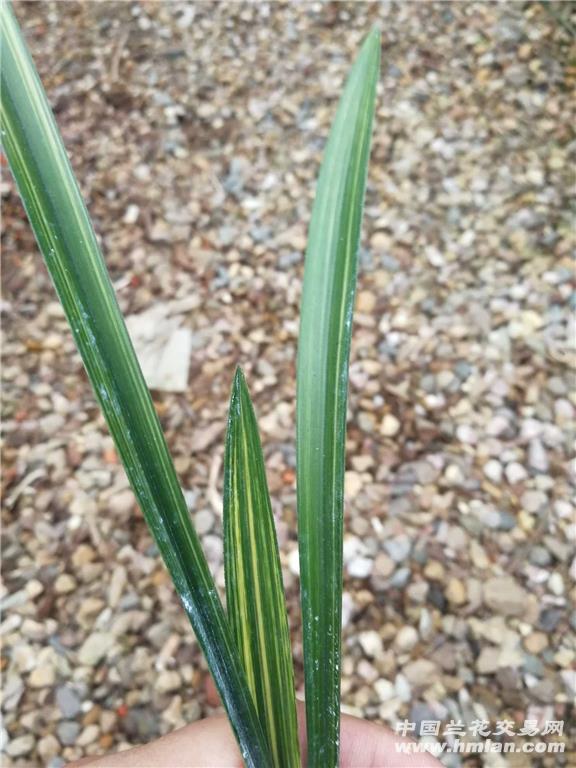 建兰铁金刚进化雪白中斑艺(带两芽丿