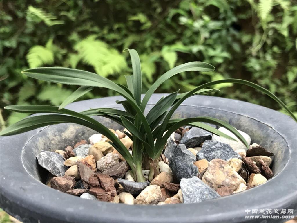 矮种 春兰