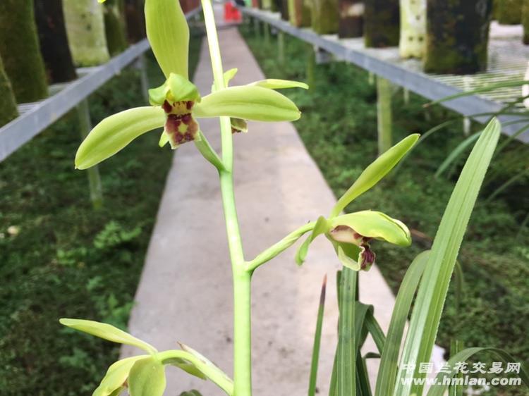 仙绿梅(6苗1支花) - 中国兰花交易网