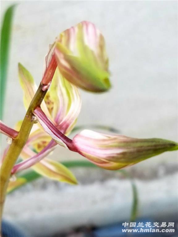 所有分类 蕙兰散斑红中透花  最长叶: 55cm,最宽叶:1 cm,总叶数: 18片