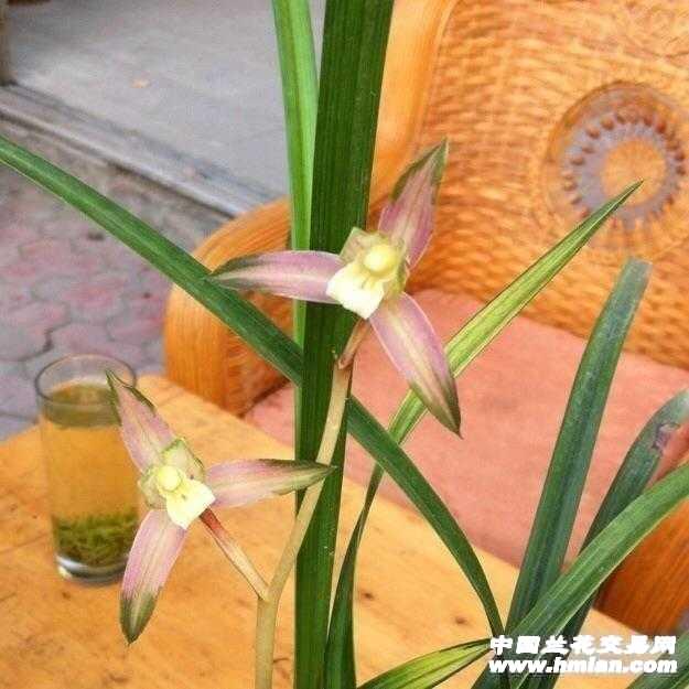 春剑 红霞素