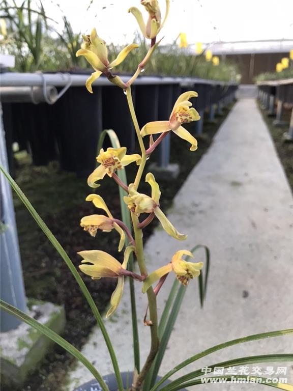 下山蕙兰新品种复色花