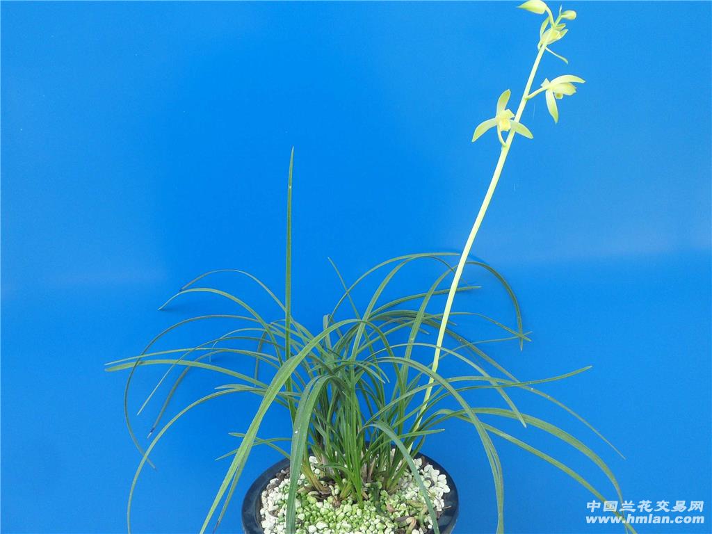 细叶蕙兰素心63一2