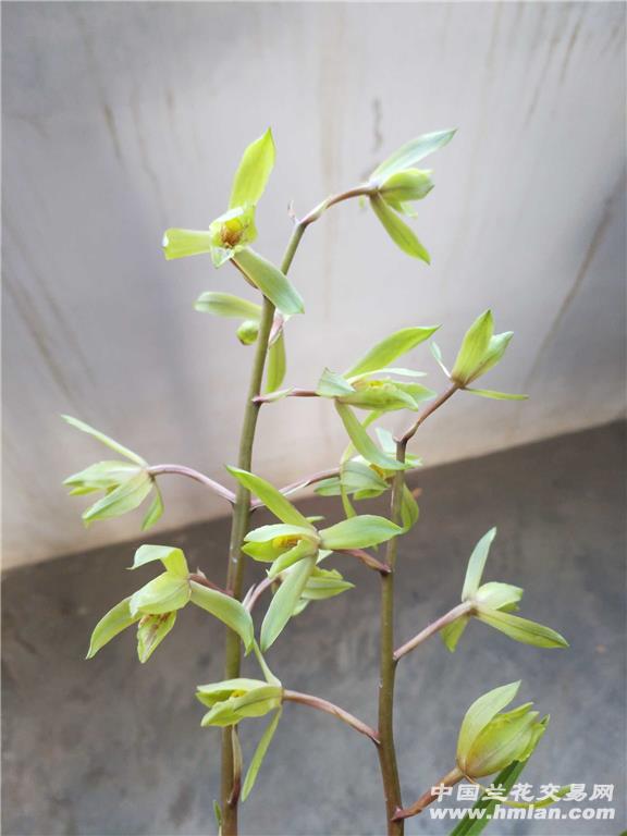 本地下山蕙兰水晶蝶草`奇花