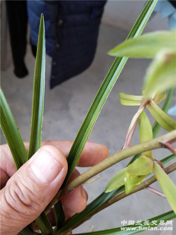 本地下山蕙兰水晶蝶草`奇花