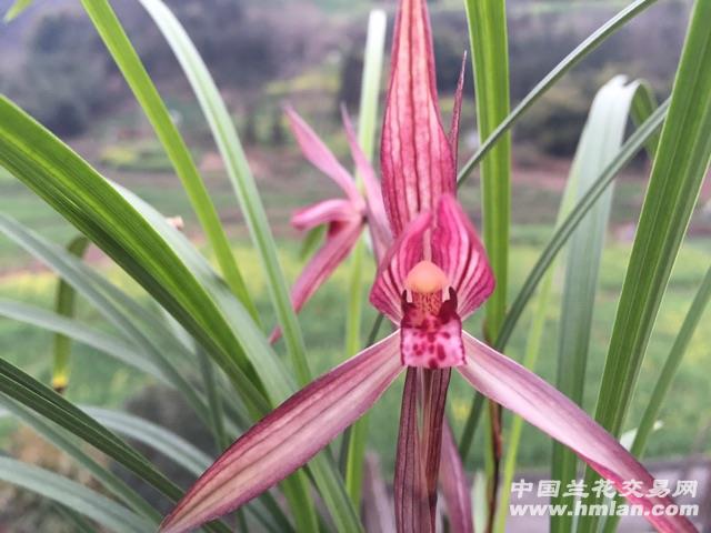 春兰红素