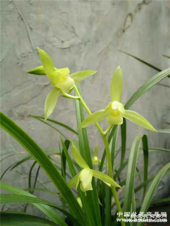 送春黄素花3苗