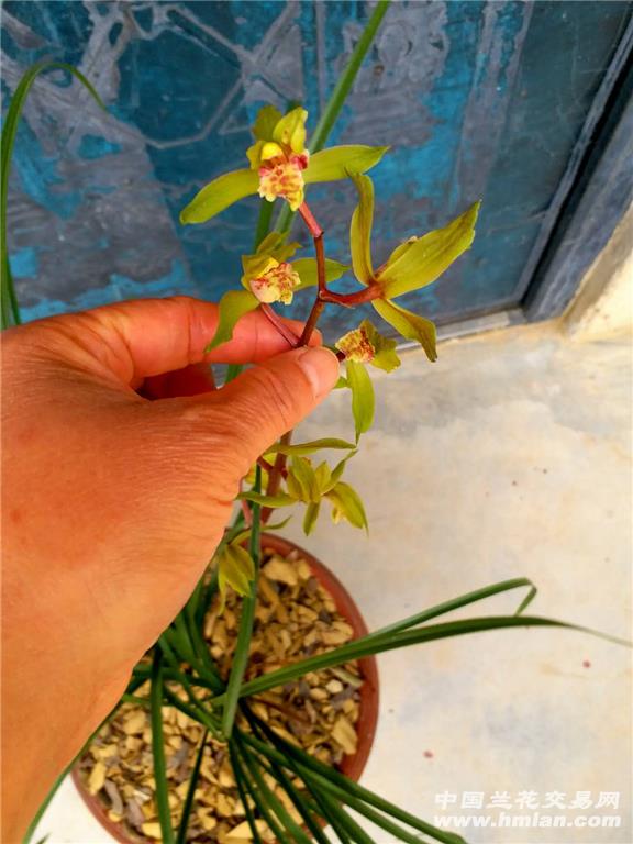 蕙兰水晶花