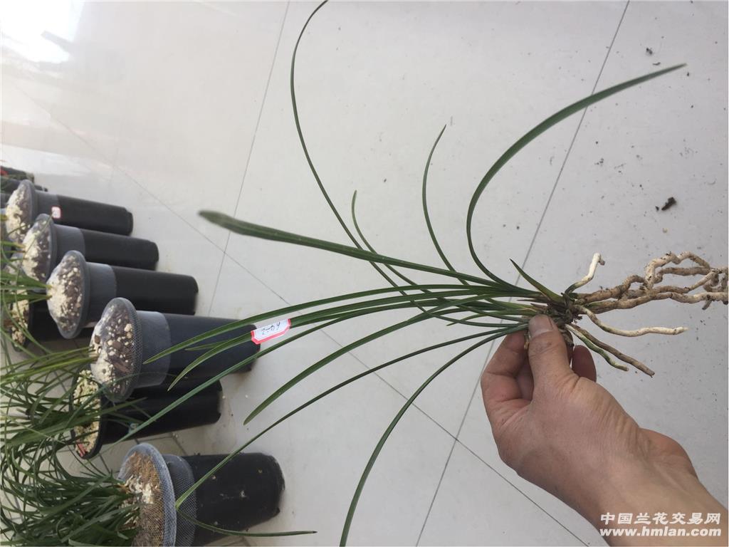 细叶蕙兰素心64一2