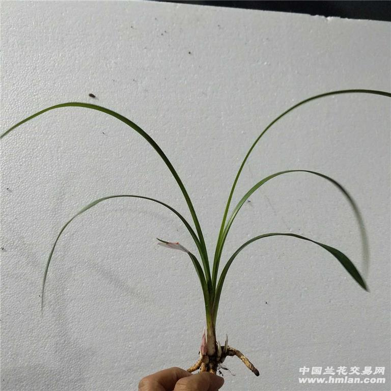 药草442 - 中国兰花交易网