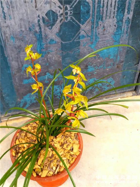 蕙兰水晶花