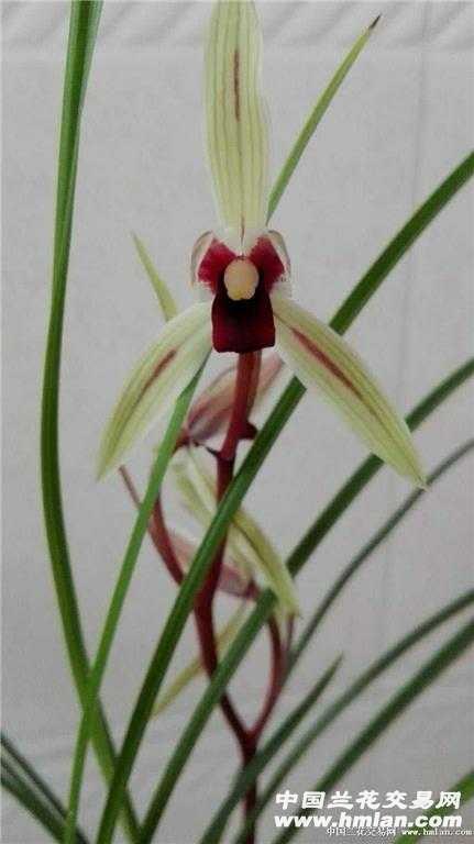 莲瓣兰碧龙红素1芽