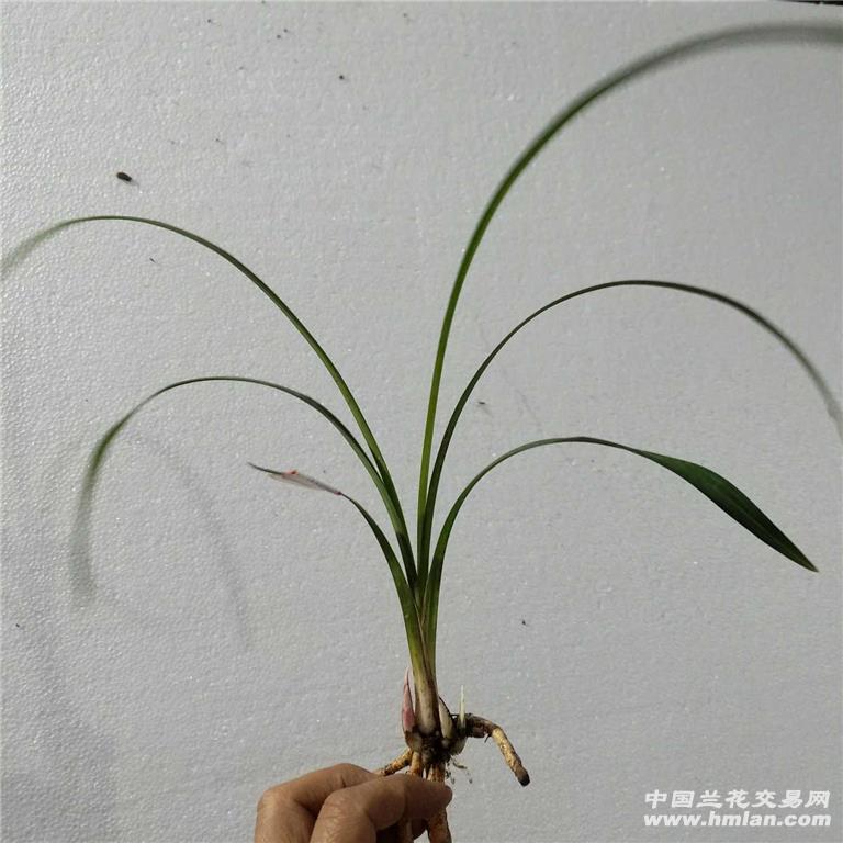 药草442 - 中国兰花交易网