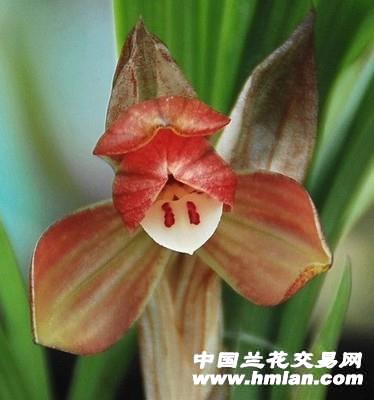 拍品为;春剑名品【祥荷】1引种母苗;【本园上拍的新老品种兰花开品