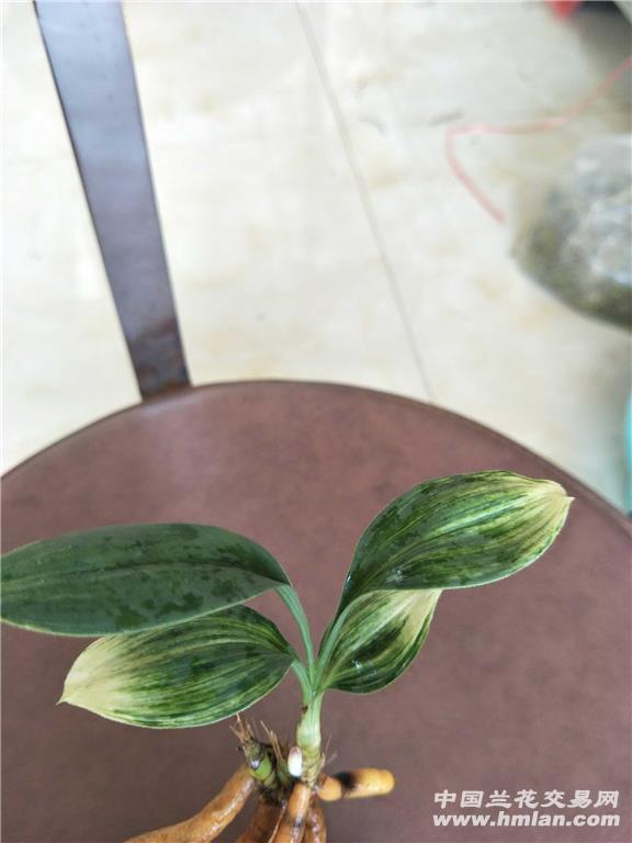 下山兔耳兰圆叶白艺深扫尾1苗3芽(重拍)