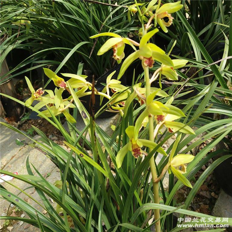 下山蕙兰黄花带红舌-大盆特价(a887)