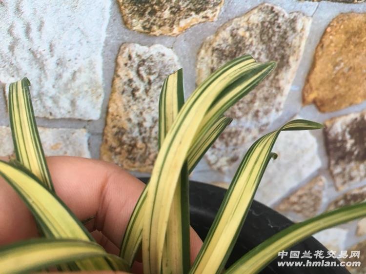春兰 富贵阳光 - 中国兰花交易网
