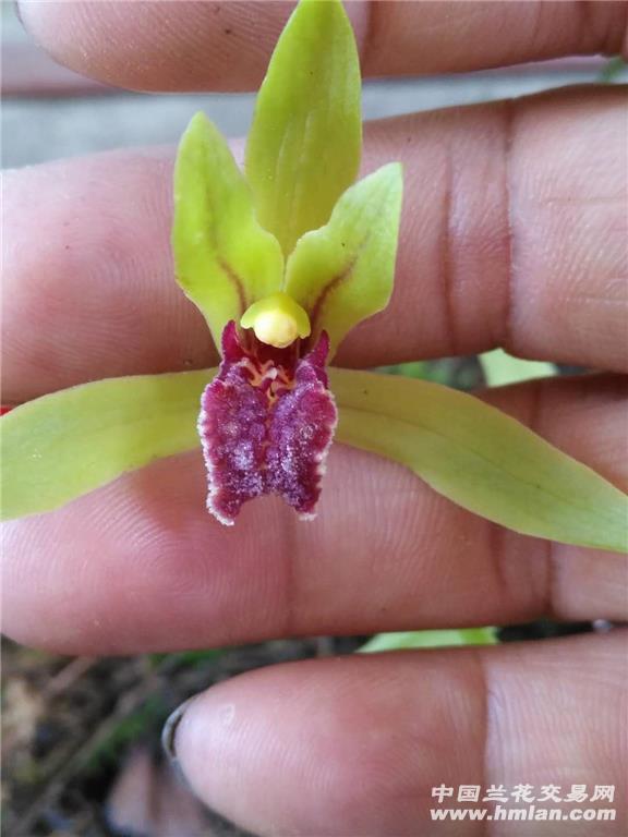 所有分类 蕙兰起茸毛漂亮红舌  品种简介:蕙兰起茸毛漂亮红舌,舌颜色