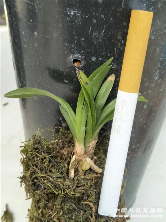 下山春兰矮种圆头2苗