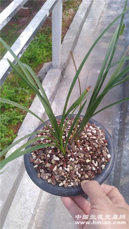 蕙兰红素花4个头3苗草 - 中国兰花交易网