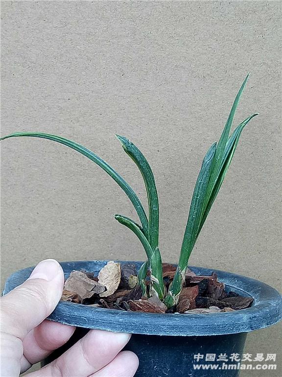 下山熟草春剑奇叶水晶