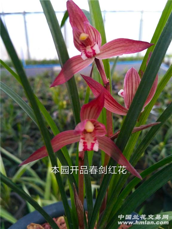 Ʒ컨Ϧһĸ