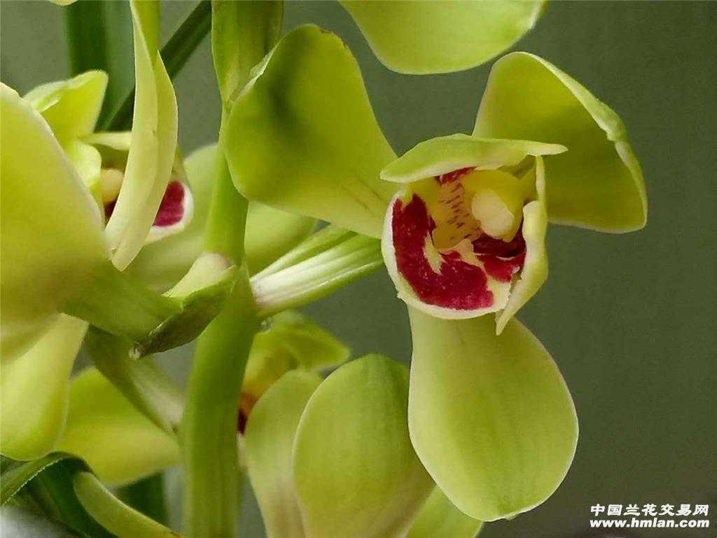 春蕙新品荷瓣(杂交)
