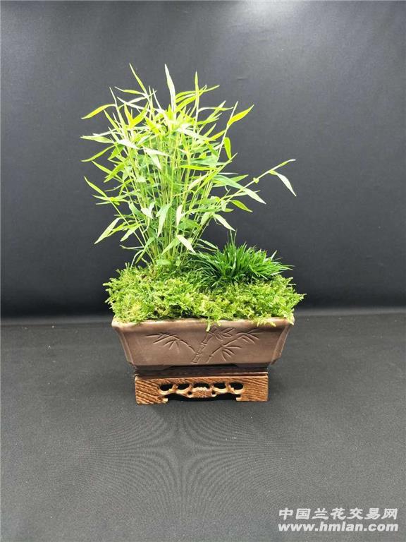 盆景日本姬翠竹搭配台湾金钱菖蒲