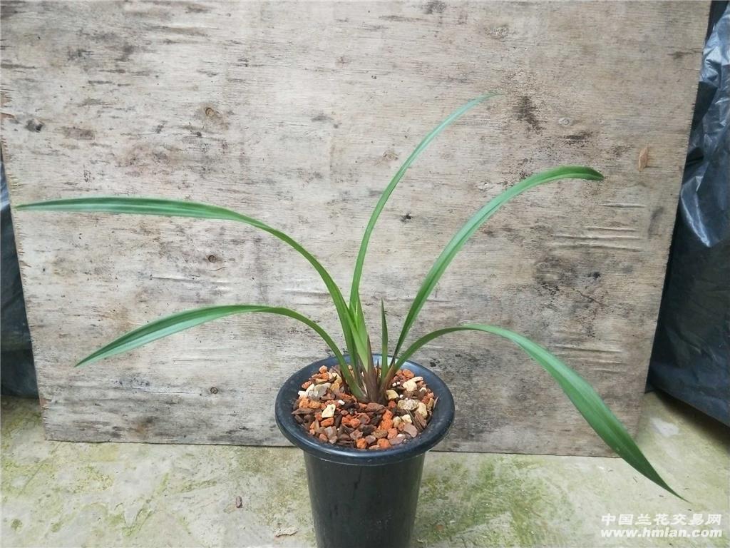 建兰紫凝2芽