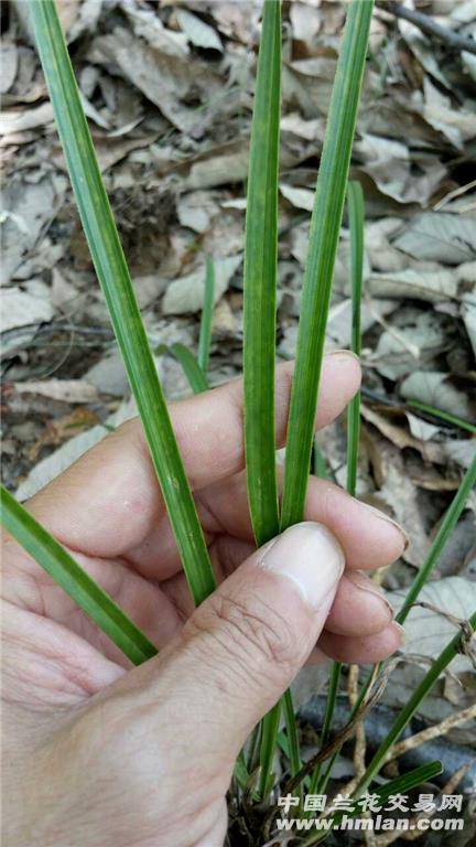 下山春兰漂亮青花斑