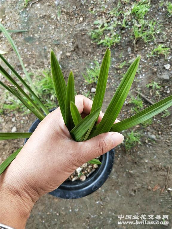 下山蕙兰红香妃荷瓣草,产地陕西.