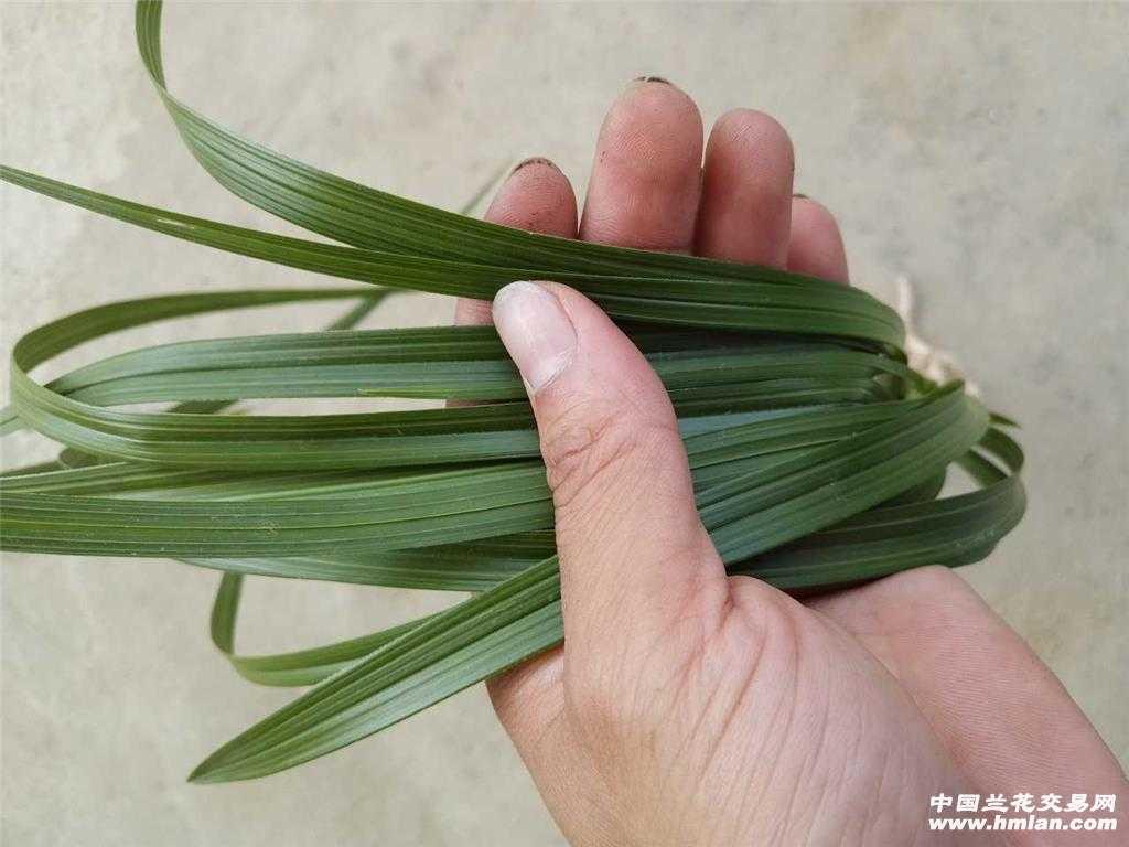 蕙兰,大一品