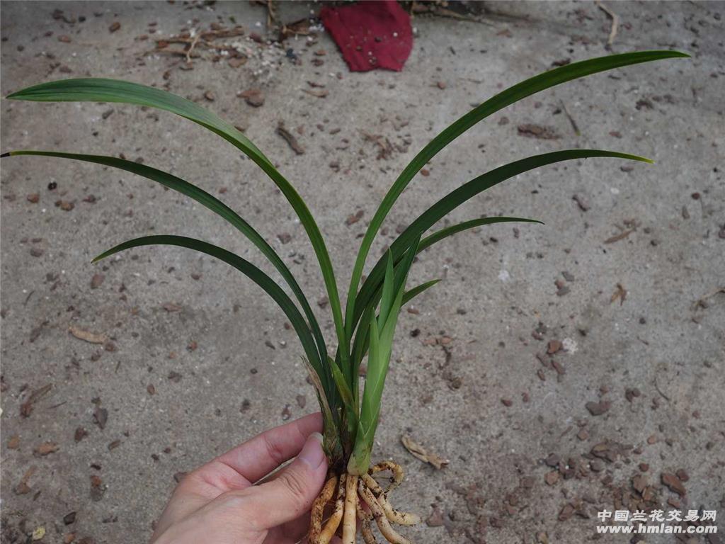 所有分类 传统品种 建兰 荷瓣 洛阳素荷 2苗 1芽 最长叶: 26cm,最宽叶