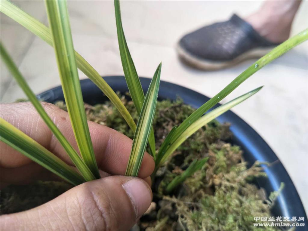 蕙兰两苗一牙丝散斑丝中透
