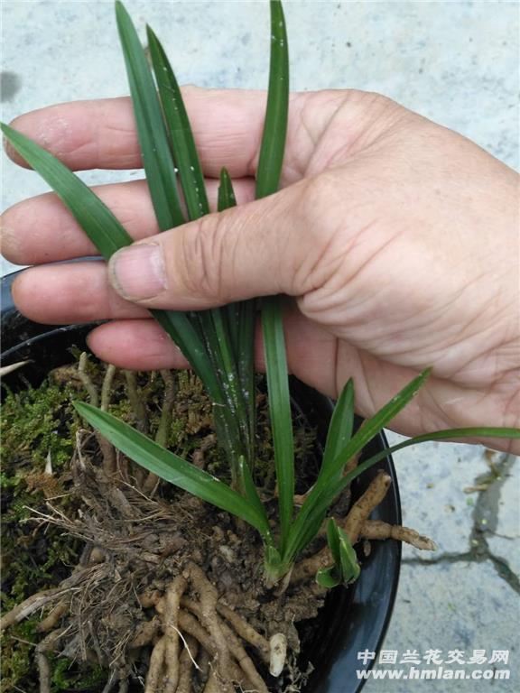 春兰连苗叶形草