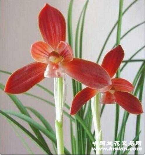 红河红2头1苗2芽 - 中国兰花交易网