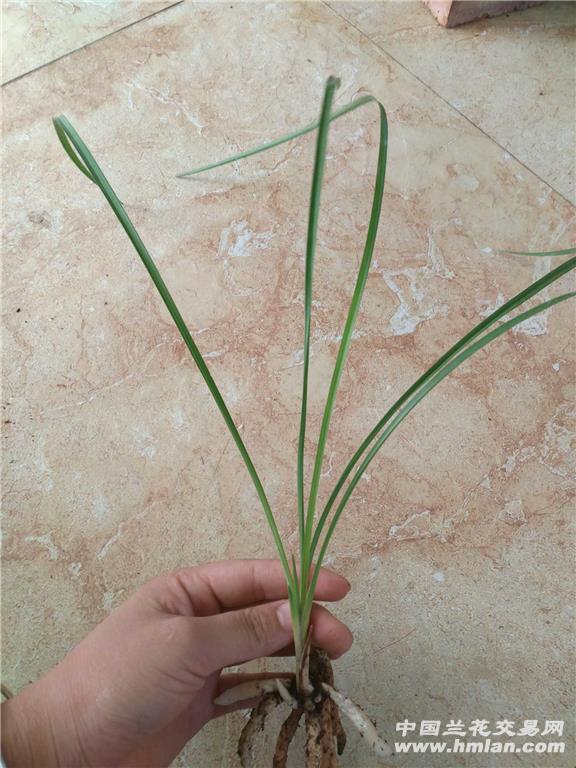 红河红2头1苗2芽