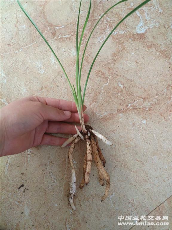 红河红2头1苗2芽