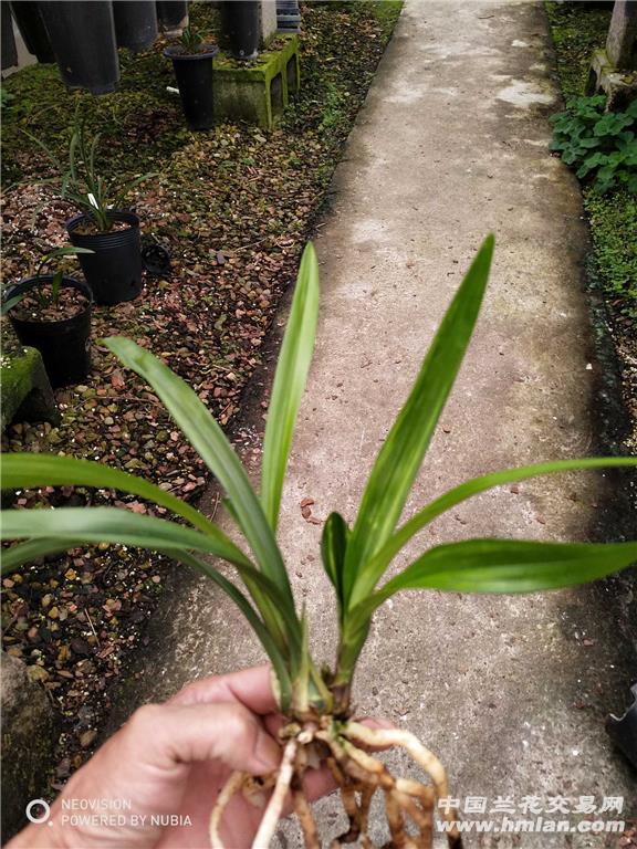 所有分类 传统品种 建兰 花艺双全 水晶龙三星蝶3苗带花苞